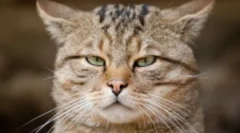 Picături barieră pentru pisici și instrucțiuni pentru utilizarea lor